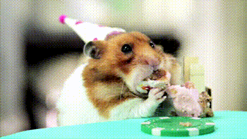 Hamsters Eating a Birthday Cake GIF